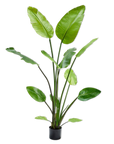 Kunstpflanze Strelitzia Grün | 150 cm