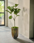 Kunstpflanze Ficus Grün | 151 cm