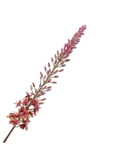 Kunstblume Eremurus Stiel Grün/Mauve | 107 cm