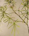 Kunstplant Schefflera Groen | 240 cm