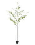 Kunstplant Bucida Groen | 220 cm