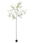 Kunstplant Bucida Groen | 290 cm