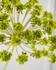 Flor artificial Eneldo Acero Verde | 85 cm