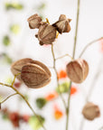 Kunstbloem Physalis Tak Donkerbruin | 125 cm