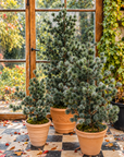 Exclusive Winter Pine | Luxe Kunst Dennenboom 150 cm