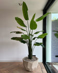 DOMANI pot BILBAO | Natural White - NU PUUR & GROEN