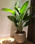 DOMANI pot "GRAZ" | Natural White - NU PUUR & GROEN