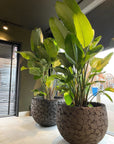 DOMANI pot LAVA | Natural Black - NU PUUR & GROEN