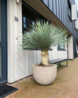 DOMANI pot "TEXEL" | Natural Grey - NU PUUR & GROEN
