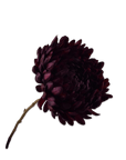Kunstbloem Chrysant Tak Bordeaux | 76 cm - NU PUUR & GROEN