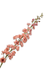 Kunstbloem Delphinium Steel Perzik | 127 cm - NU PUUR & GROEN