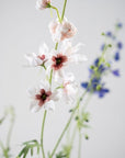 Kunstbloem Delphinium Tak Crème/Roze | 101 cm - NU PUUR & GROEN