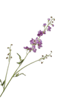 Kunstbloem Delphinium Tak Lavendel | 101 cm - NU PUUR & GROEN