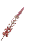 Kunstbloem Eremurus Steel Groen/Mauve | 107 cm - NU PUUR & GROEN