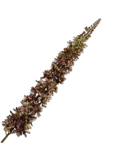 Kunstbloem Eremurus Steel Paars/Groen | 109 cm - NU PUUR & GROEN
