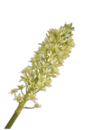 Kunstbloem Eucomis Tak Groen | 106 cm - NU PUUR & GROEN