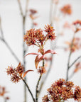 Kunstbloem Kastanje Tak Rood/Bruin | 112 cm - NU PUUR & GROEN