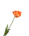 Kunstbloem Tulp Steel Oranje RT | 72 cm - NU PUUR & GROEN