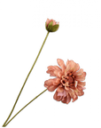 Kunstbloem Zinnia Tak Creme/Paars REAL TOUCH | 62 cm - NU PUUR & GROEN