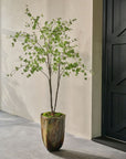 Kunstplant Bucida Groen | 218 cm - NU PUUR & GROEN