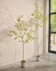 Kunstplant Bucida Groen | 220 cm - NU PUUR & GROEN