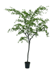 Kunstplant Bucida Groen | 228 cm - NU PUUR & GROEN