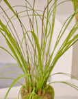 Kunstplant Gras op Kluit met Mos | 74 cm - NU PUUR & GROEN