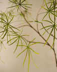 Kunstplant Schefflera Groen | 240 cm - NU PUUR & GROEN