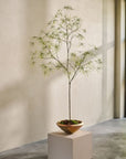 Kunstplant Schefflera Groen | 240 cm - NU PUUR & GROEN