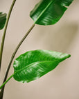 Kunstplant Strelitzia Groen | 183 cm - NU PUUR & GROEN