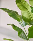 Kunstplant Strelitzia Groen | 300 cm - NU PUUR & GROEN