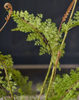 Kunstplant Varen op Kluit met Mos | 122 cm - NU PUUR & GROEN