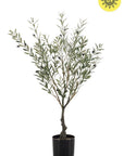 UV bestendige kunstplant voor buiten | Olijfboom 90 cm - NU PUUR & GROEN