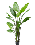 Plante artificielle Strelitzia verte | 183 cm