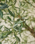 Kunstplant Olijf Boom Groen | 240 cm