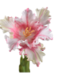 Kunstblume Tulpe Stiel Rosa/Weiß RT | 71 cm