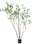 Kunstplant Bucida Groen | 274 cm