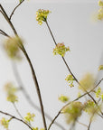 Fleur artificielle Branche de Spirée Vert | 160 cm