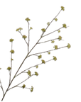 Fleur artificielle Branche de Spirée Vert | 160 cm