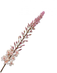 Kunstblume Eremurus Stiel Creme | 107 cm