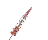Artificial Flower Eremurus Stem Green/Mauve | 107 cm