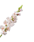 Kunstbloem Leeuwebek Steel Creme/Roze | 81 cm