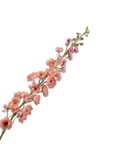 Kunstbloem Delphinium Steel Perzik | 127 cm