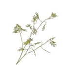 Artificial Flower Mimosa Branch Green | 96 cm