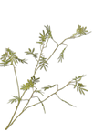 Kunstblume Mimosenzweig Grün | 96 cm