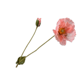 Artificial Poppy Stem Salmon | 74 cm