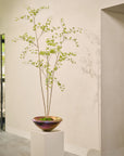 Kunstplant Bucida Groen | 235 cm
