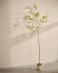 Kunstplant Bucida Groen | 290 cm