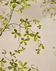 Kunstplant Bucida Groen | 220 cm