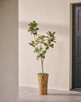 Kunstplant Ficus Groen | 200 cm